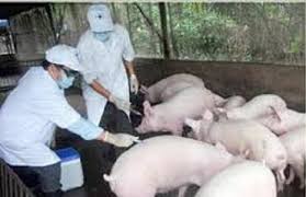 Lở mồm long móng: Kiểm soát thành công, hướng tới an toàn dịch bệnh bền vững